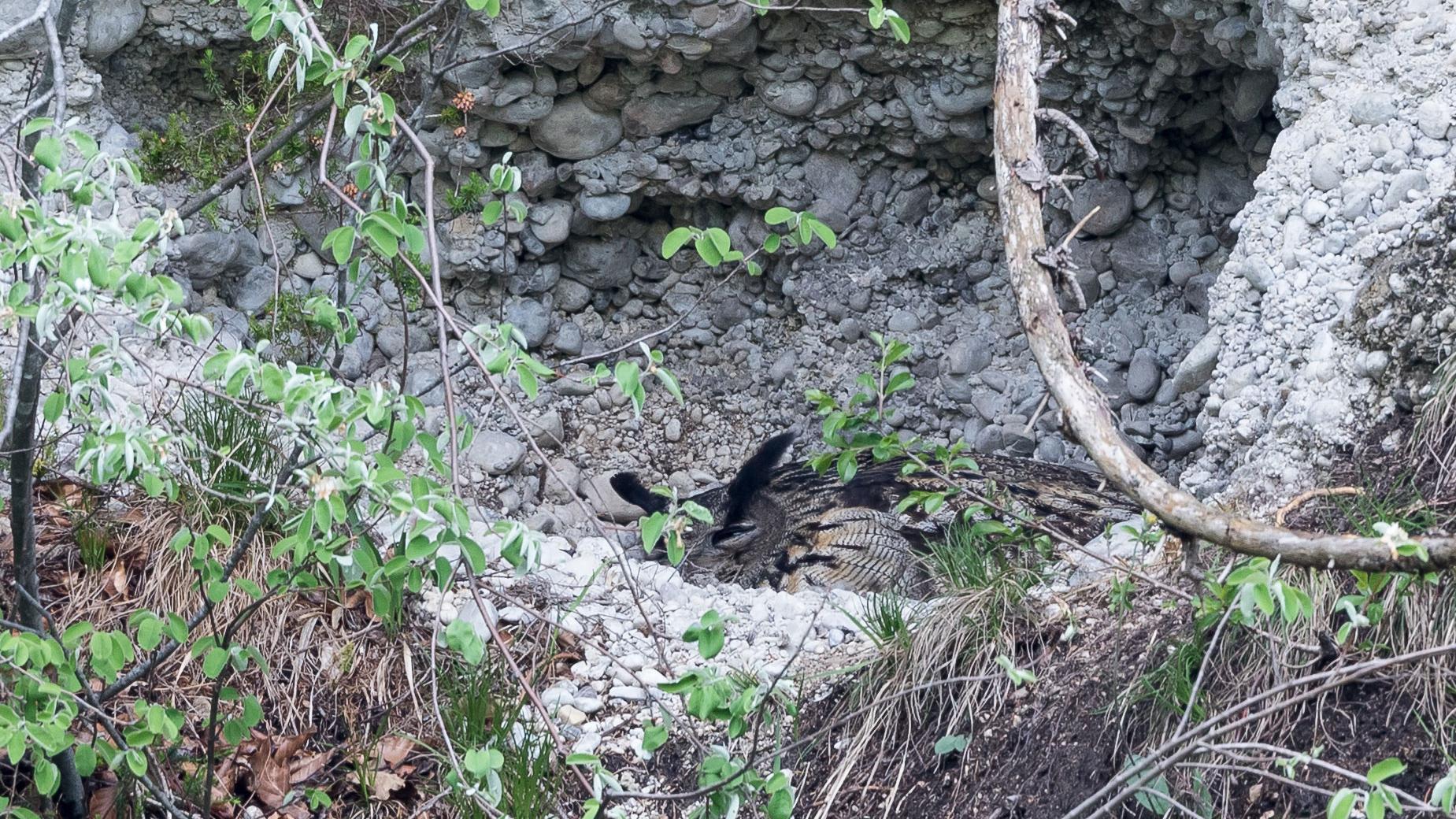 A female eagle-owl incubating her eggs: a whole brood can be lost as a result of just one disturbance, with the eggs being destroyed by the cold or eaten by crows.