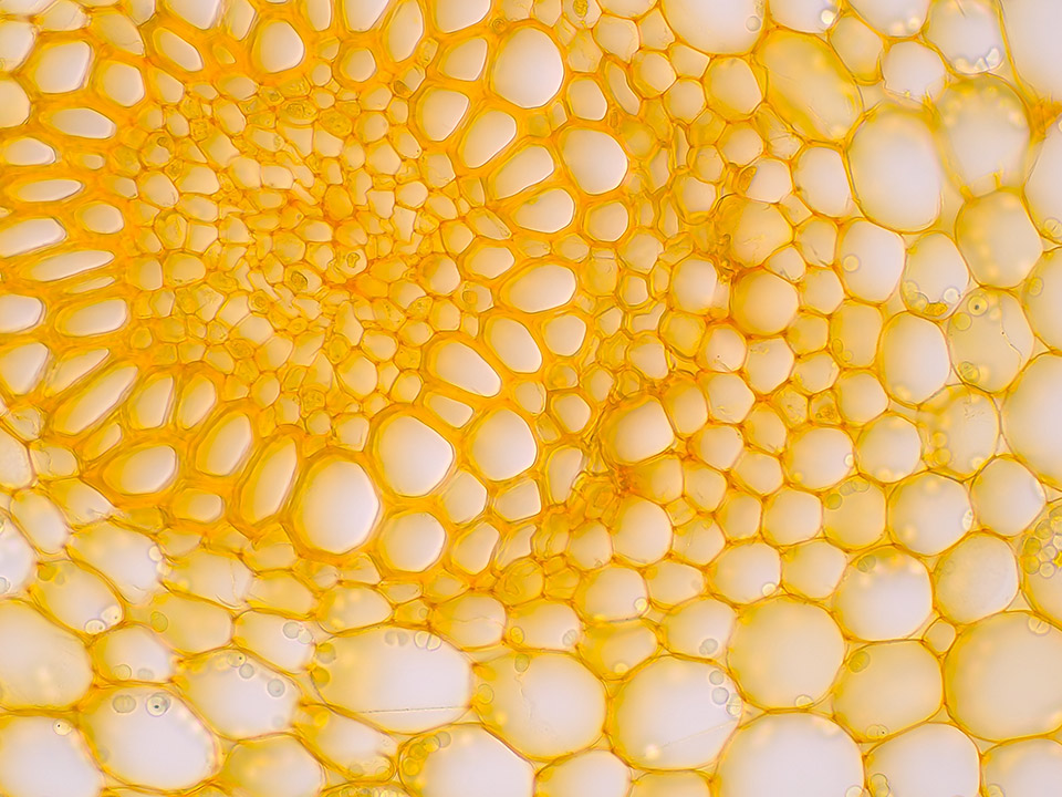 Primostar 3 cam with iPlan Achromat 40x: Convallaria (brightfield, high resolution snap)