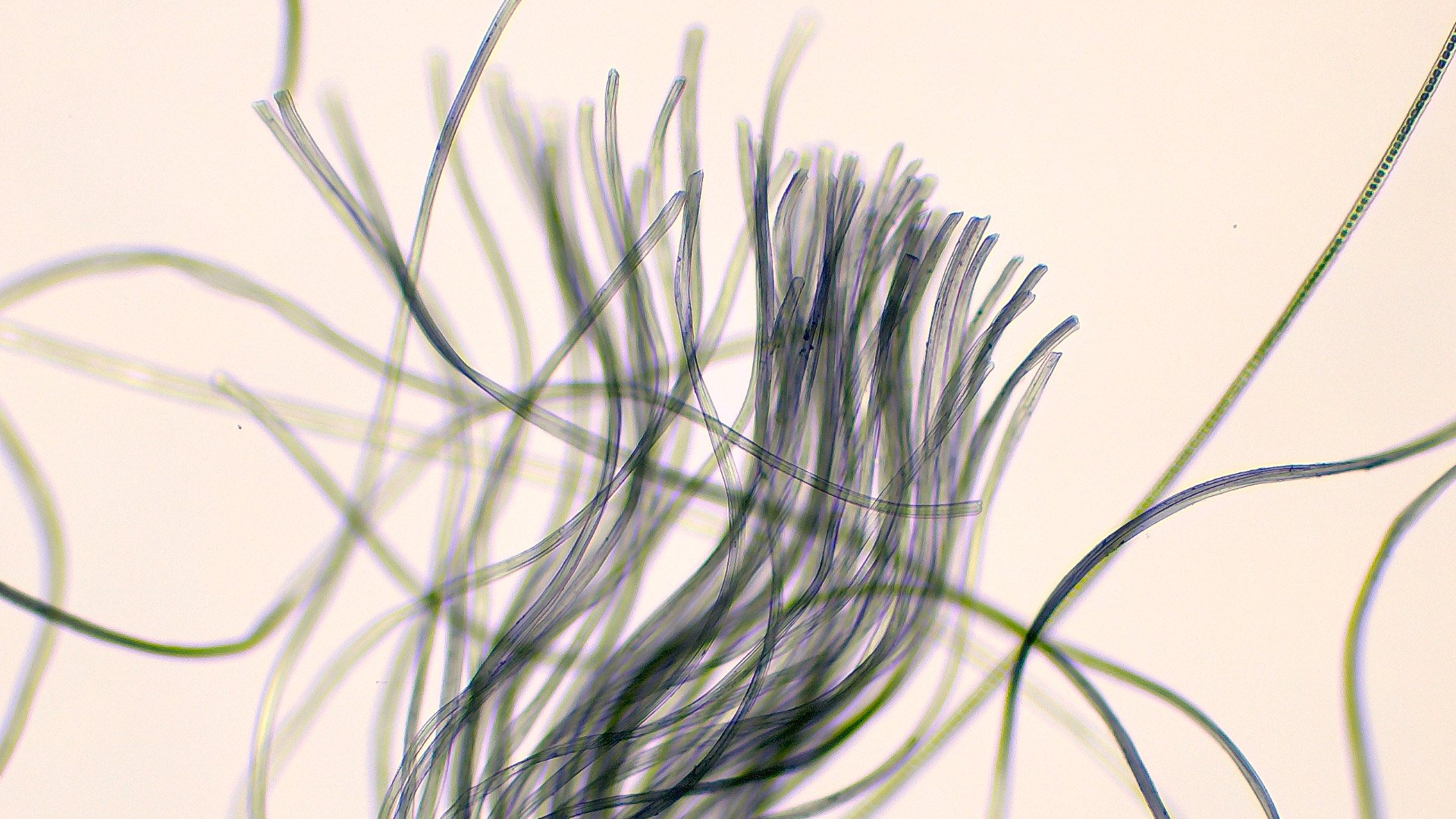 Textile fibre acquired with Primostar 3 cam (Educam 105 integrated), 10x