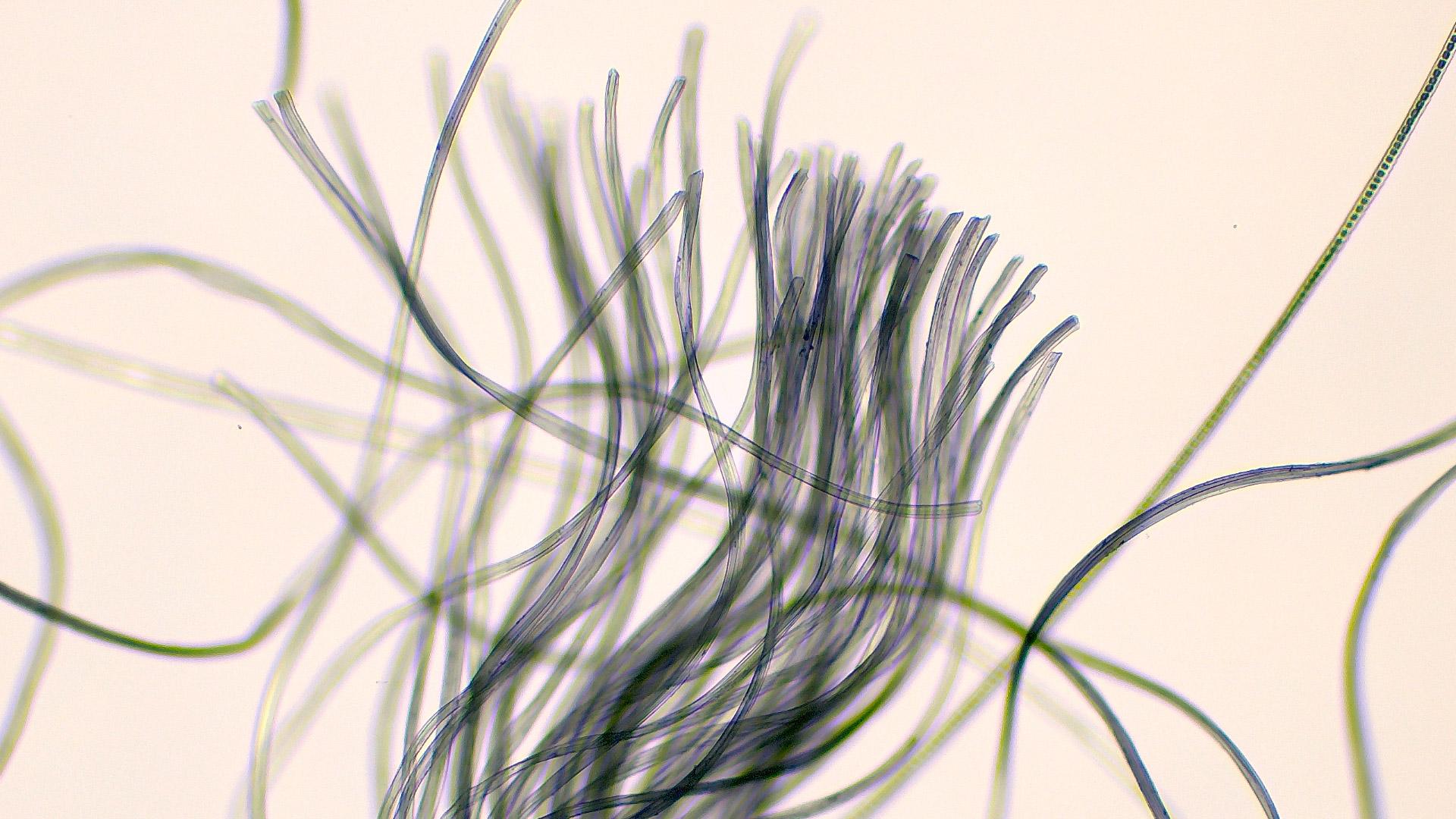 Textile fibre acquired with Primostar 3 cam (Educam 105 integrated), 10x