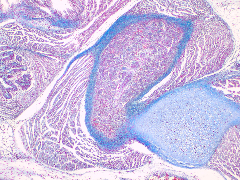 Primostar 3 cam with iPlan Achromat 10x: Young Mouse (brightfield, high resolution snap)