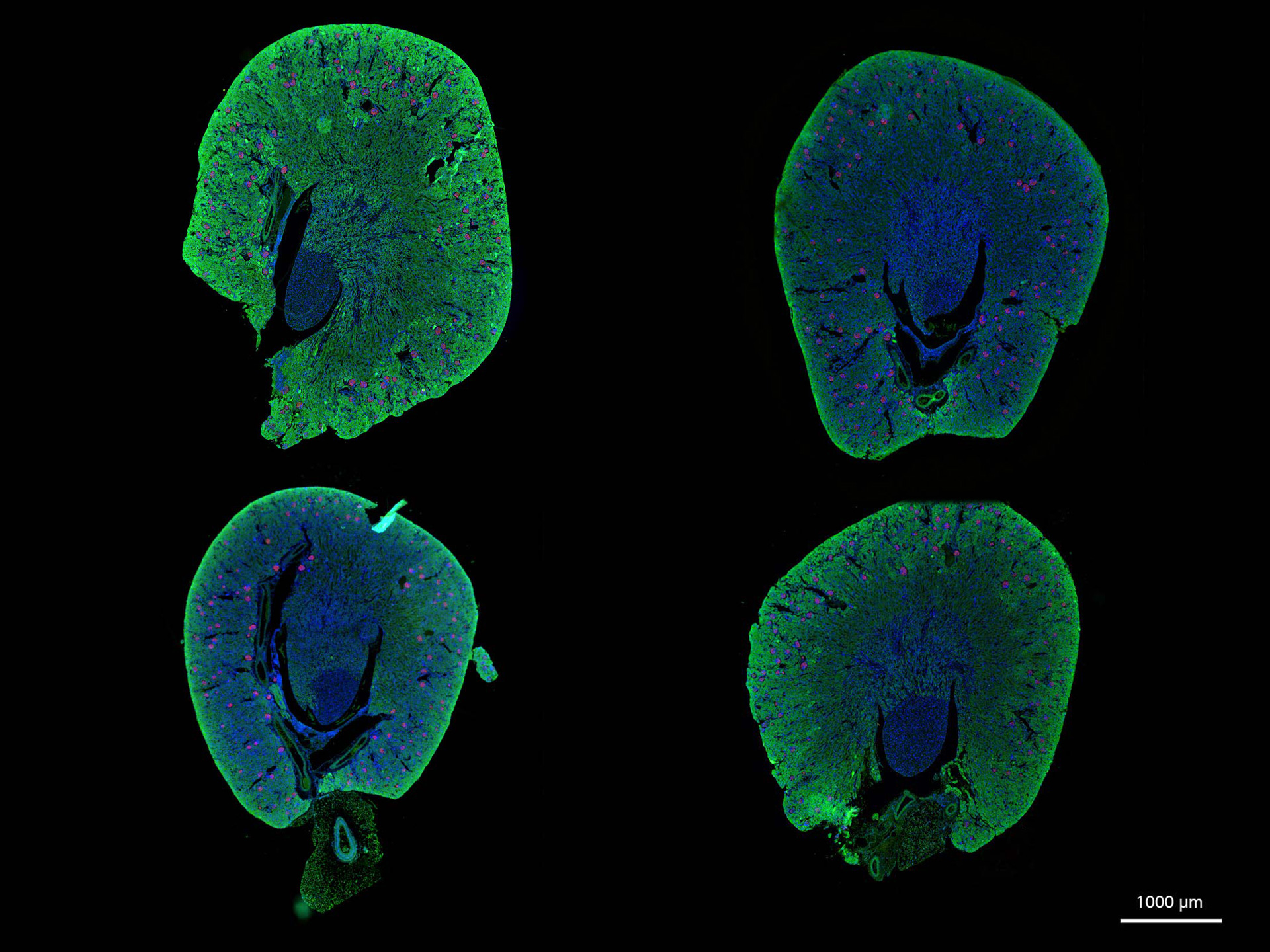 Paraffin-embedded mouse kidney. Sample courtesy: Florian Gembardt,  University Clinic Carl­Gustav Carus Dresden, Germany
