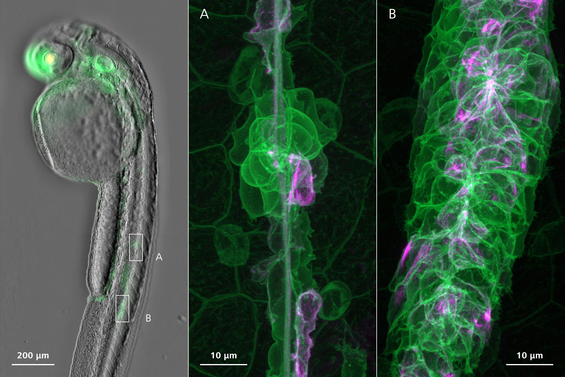 zebrafish embryo immature neuromasts