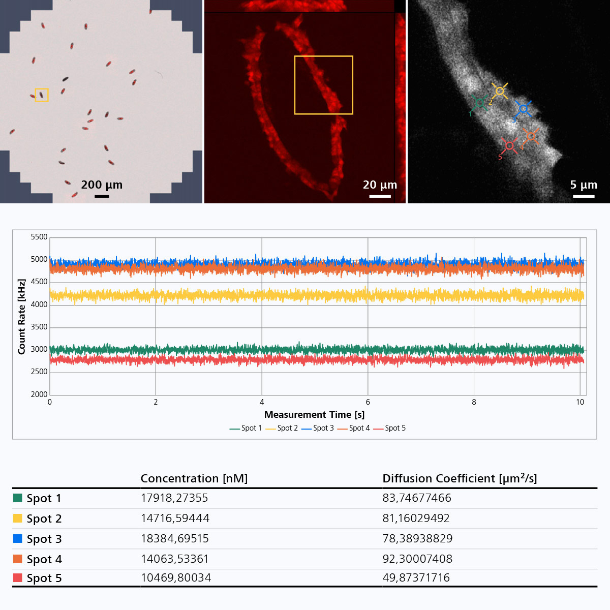 Image conventionnelle de fluorescence (à gauche) et piles z (au milieu) ; mesures ultérieures avec Dynamics Profiler dans le même embryon du même système (à droite). Le graphique et le tableau de données montrent les résultats des mesures effectuées à cinq endroits différents. 