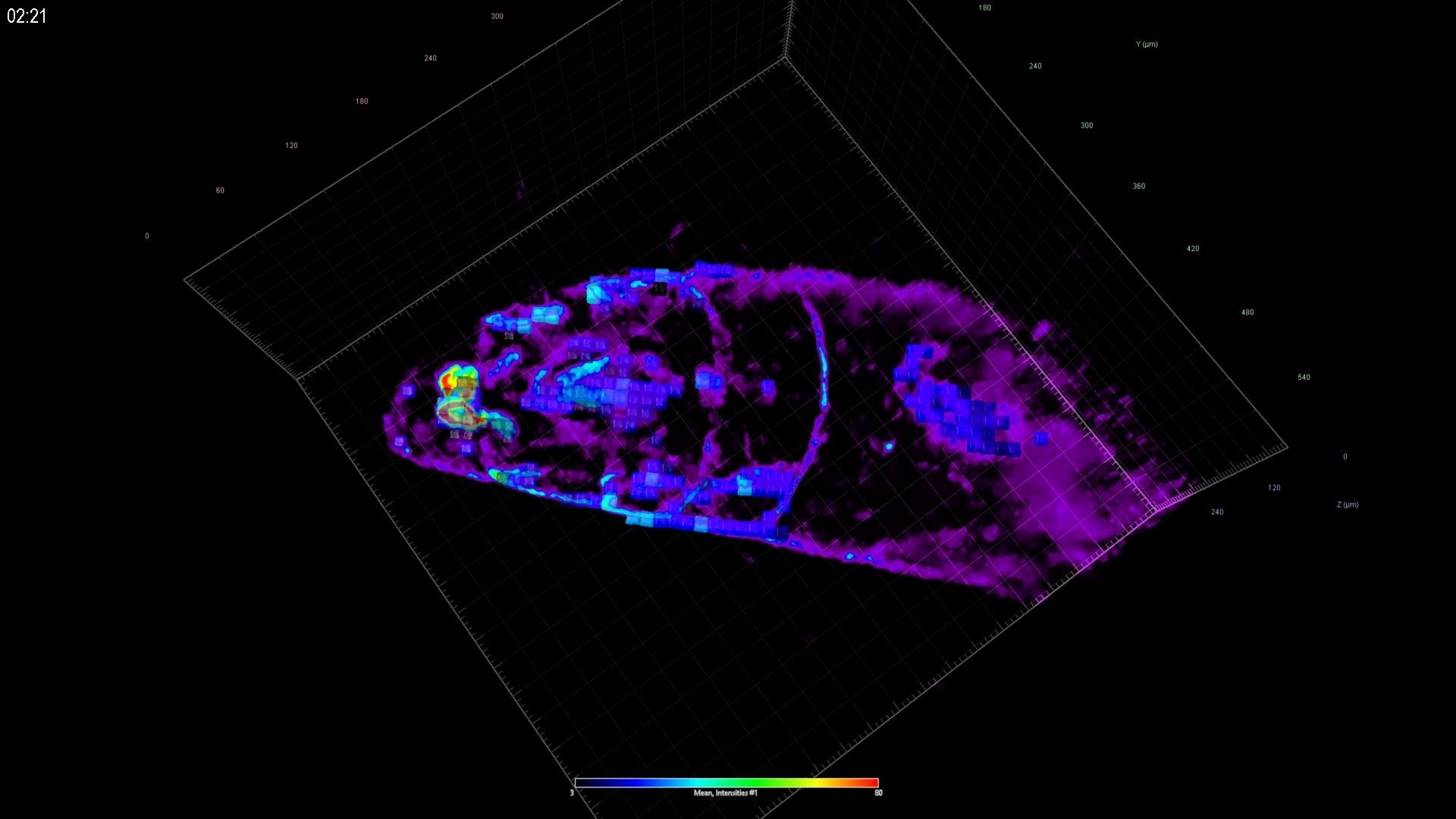 Imagerie 3D sensible de l'activation musculaire de Drosophila