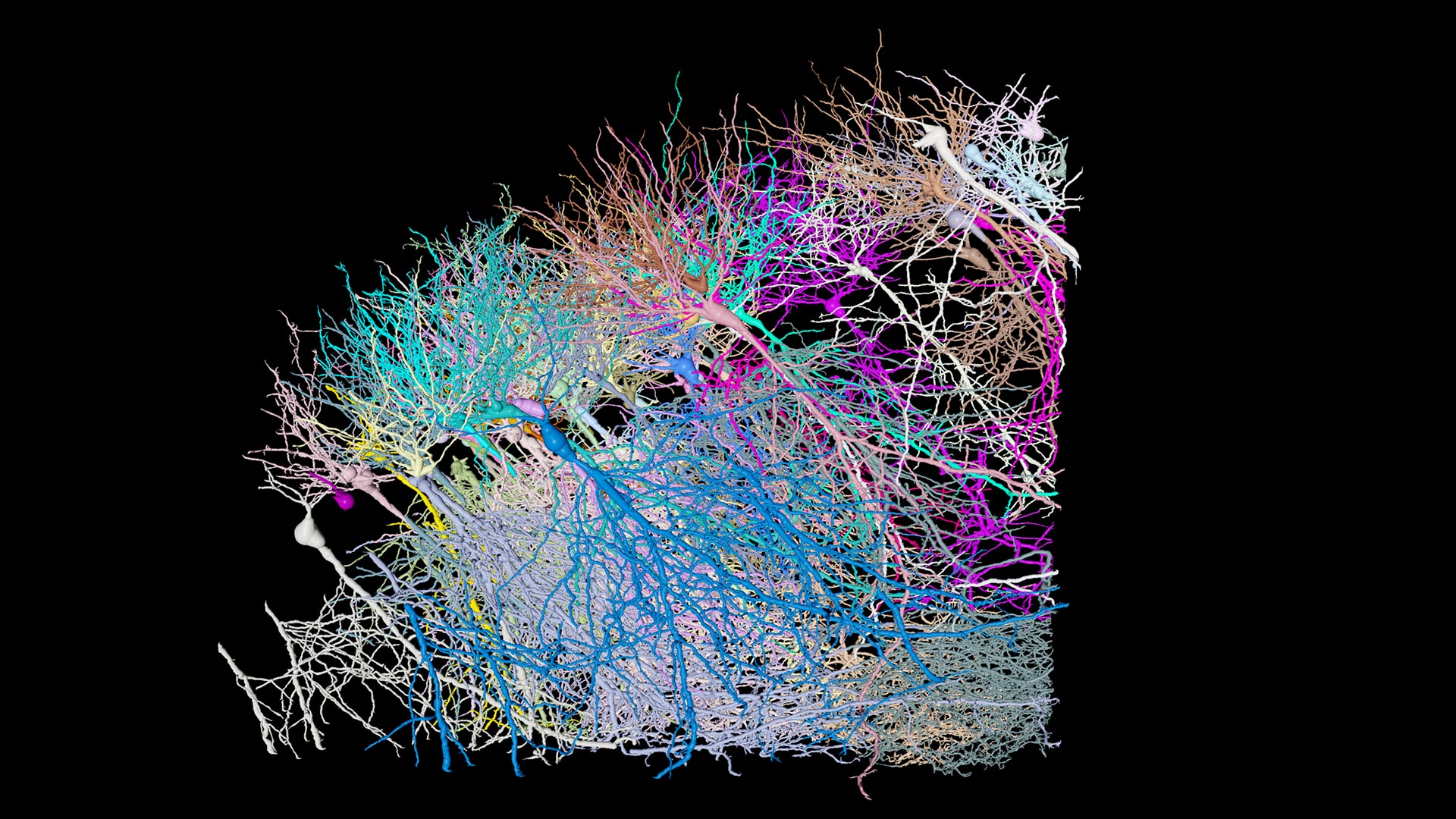 Automatisiertes 3D-Neuronen-Tracing von neuronalem Gewebe (Mäusehirn). 