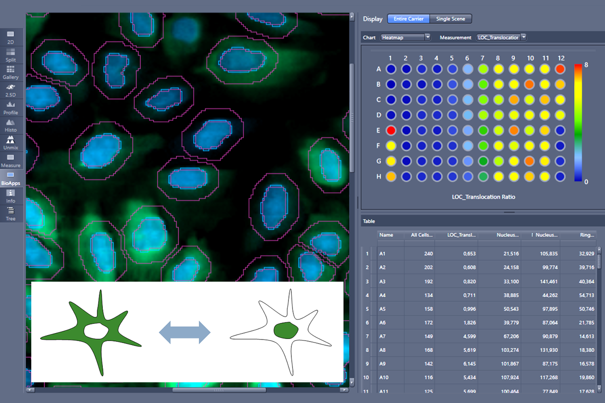As a user of the Bio Apps Toolkit, you can now analyze nuclear translocation of molecules