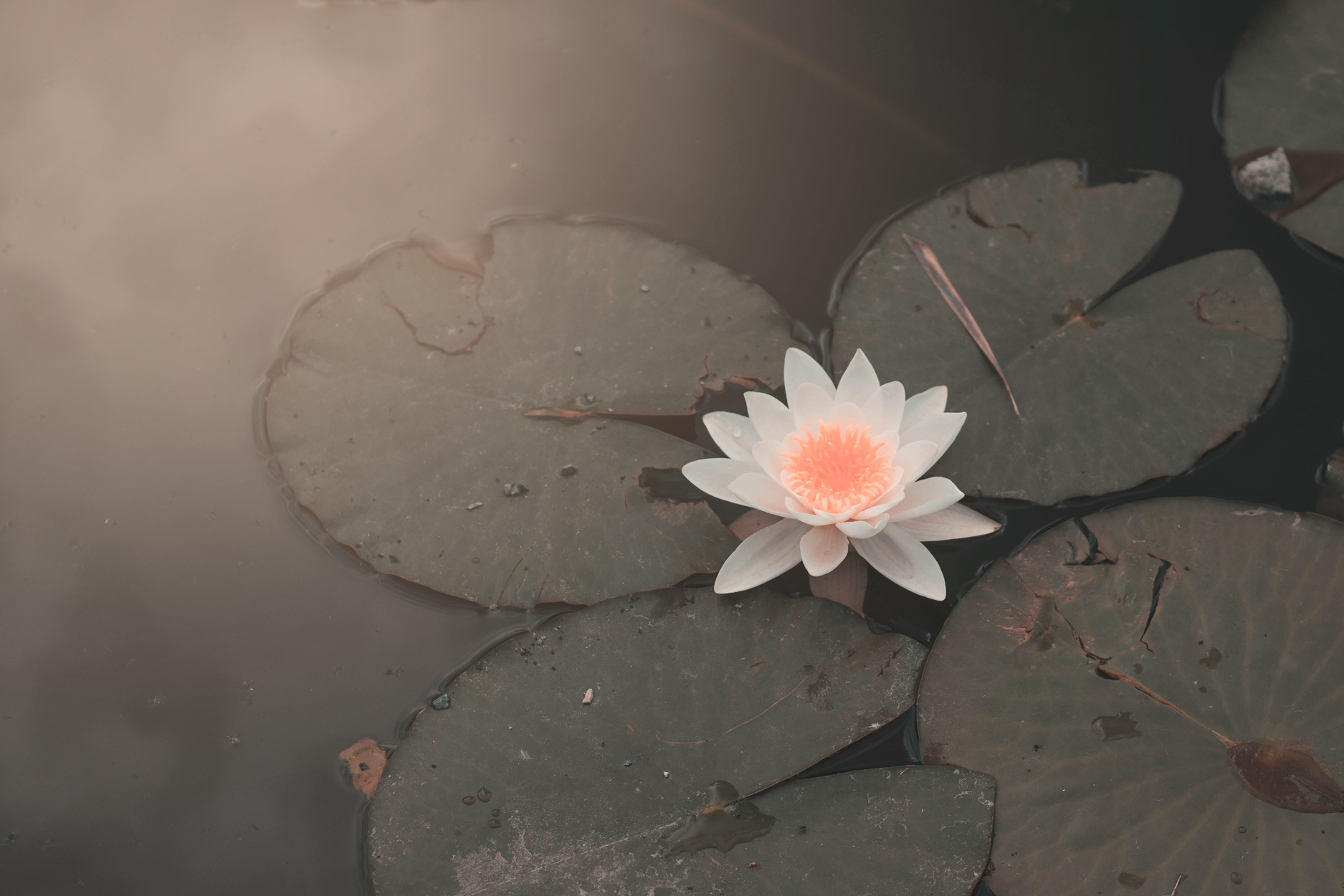 Photo d'une fleur de lotus